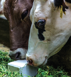 Большая слюна – большое молоко, или зачем корове лизунец
