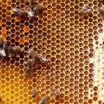 Приглашаем пчеловодов к участию в салоне «Жизнь фермера 2019»