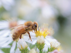 Пчеловоды и сельхозпроизводители: нужен диалог