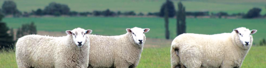 Российское овцеводство: путь в мясные флагманы