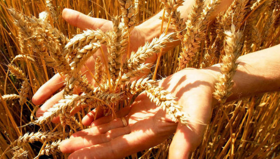 Производители зерновых культур Рязанской области получат дополнительную федеральную поддержку