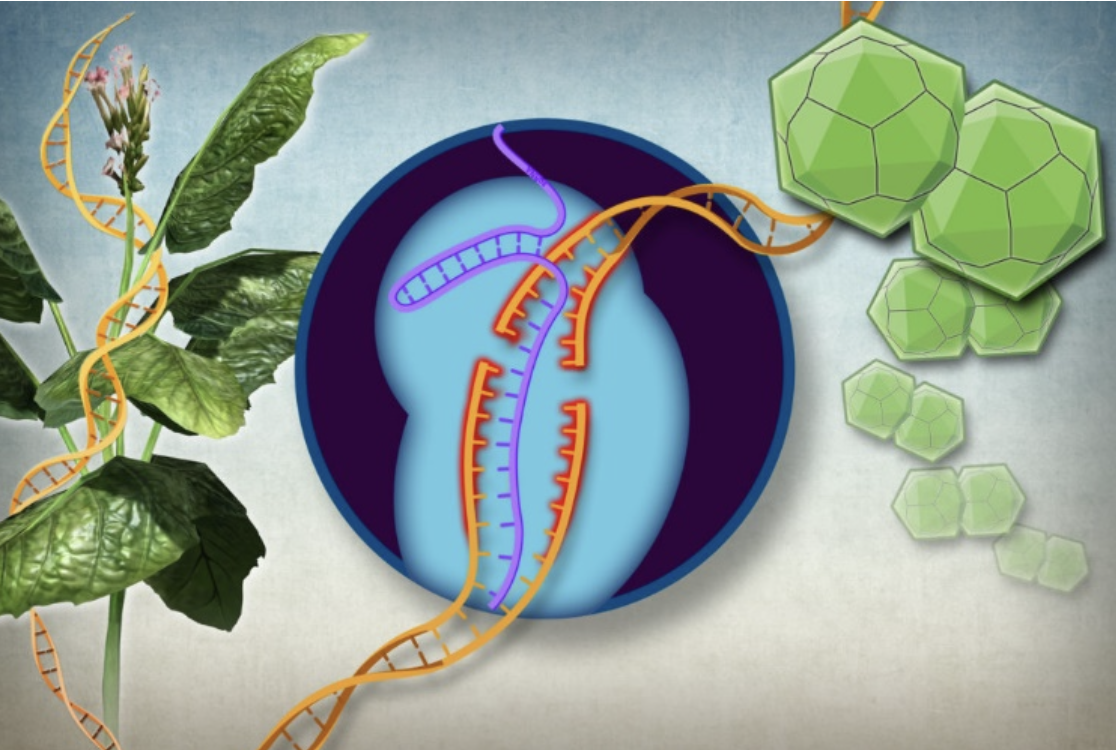Генетически отредактированные растения в ЕС близки к освобождению от статуса ГМО