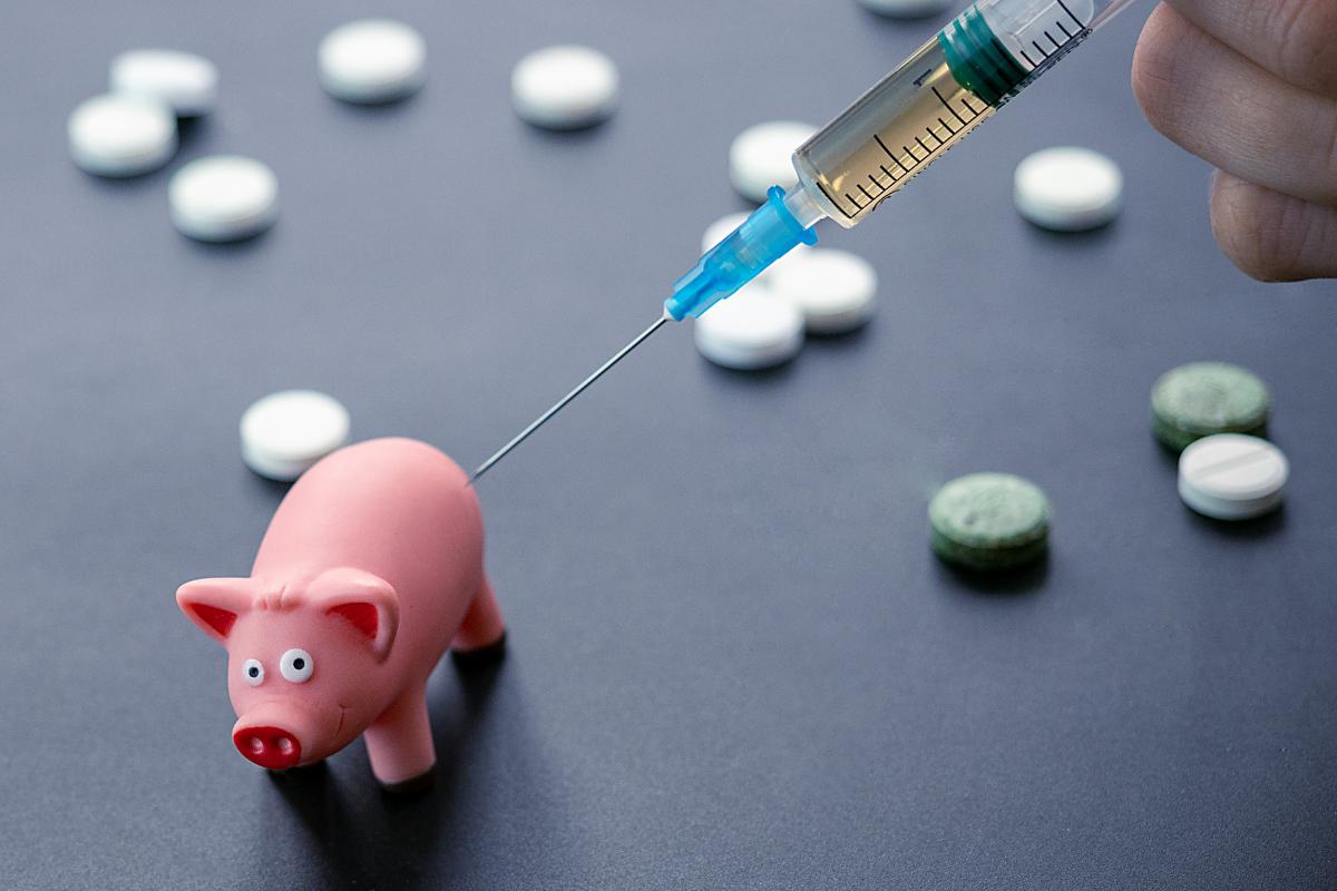 В России изобрели вакцину от африканской чумы свиней