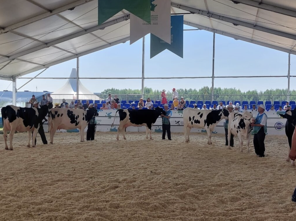 Племенные коровы из Рязанской области заняли почетное место во Всероссийском конкурсе