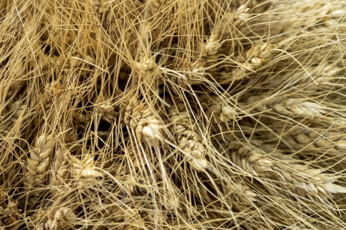 Эксперты повышают прогнозы урожая пшеницы в РФ