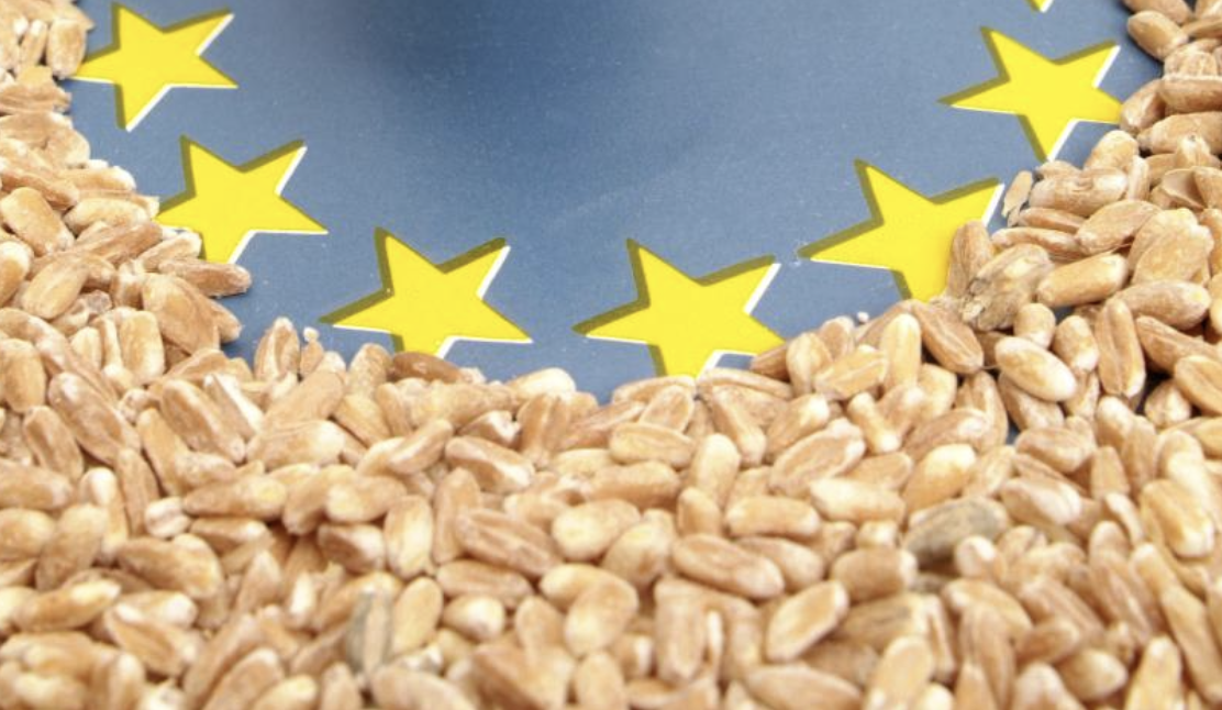 У европейских производителей большие проблемы с урожайностью зерна