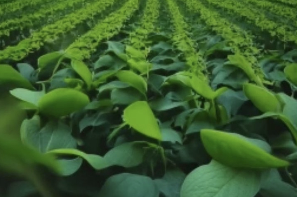 Китай прогнозирует создание рынка ГМО культур стоимостью 1 млрд долларов США