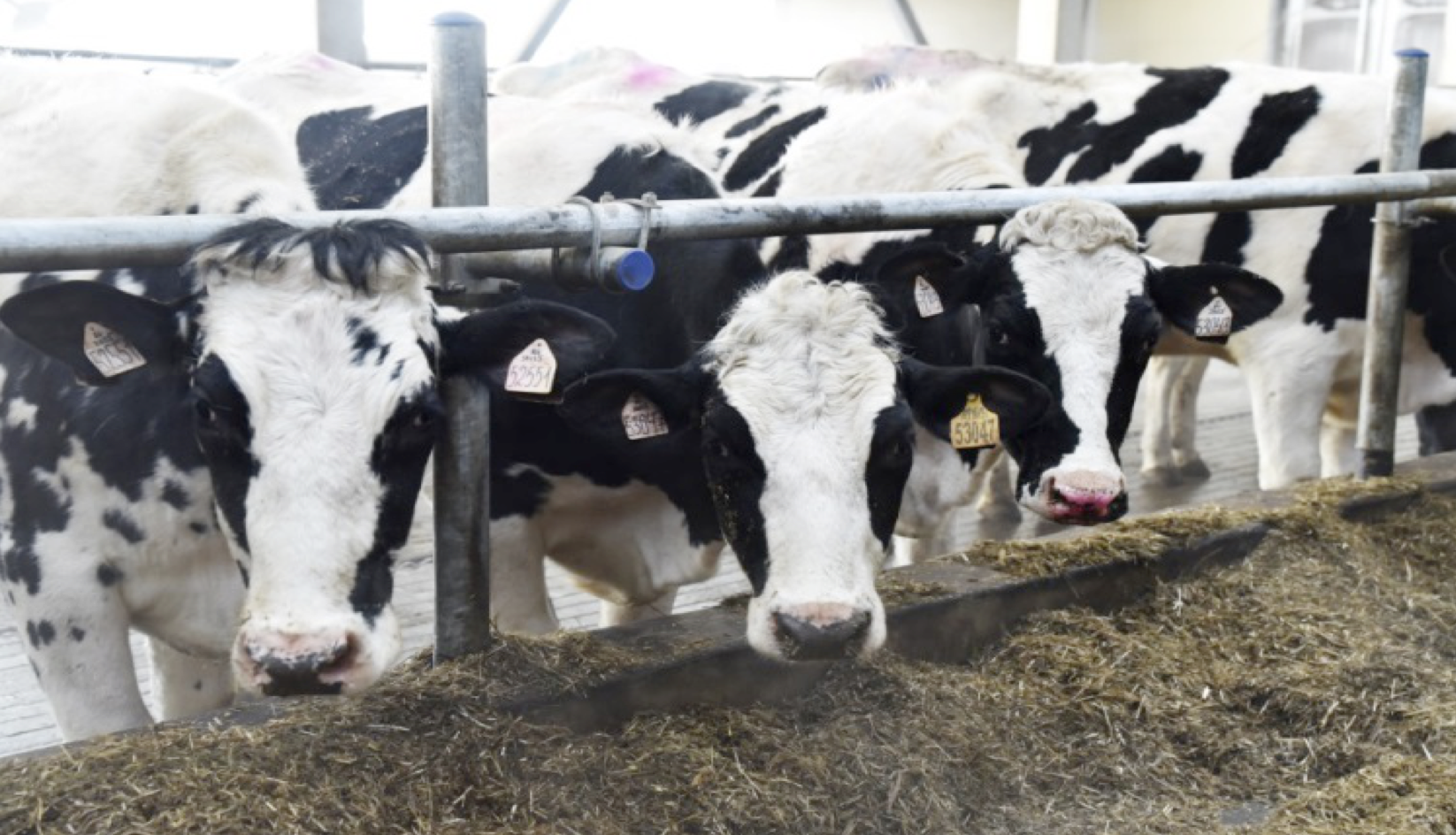 Отрасль молочного животноводства в Рязанской области продолжает успешно развиваться