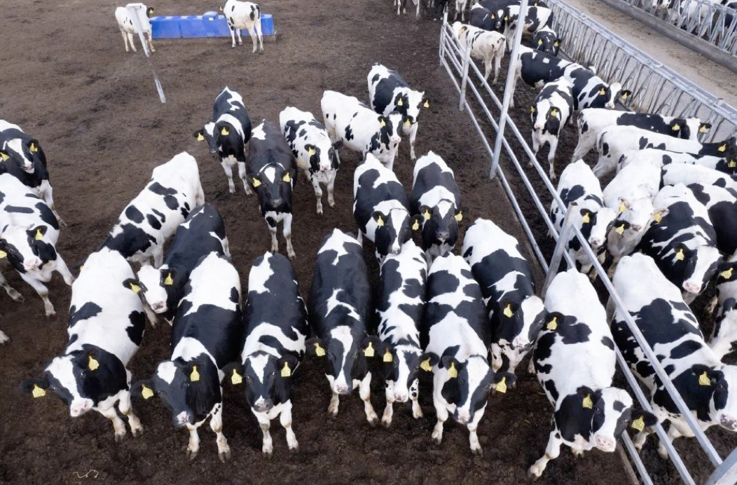 Объём производства коровьего молока в Рязанской области растёт десятый год подряд
