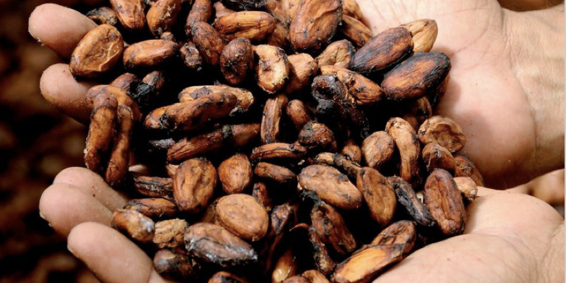 В условиях роста цен на какао овес может стать его на альтернативной заменой